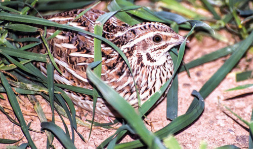 «طائر السمان».. يعكس غنى التنوع الحيوي في الحدود الشمالية 