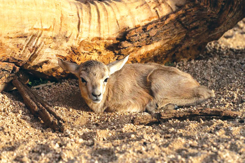 محمية الأمير محمد بن سلمان الملكية: ولادة أول ظبي رملي لموسم ربيع 2025 