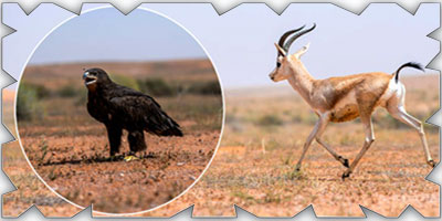 إطلاق 25 كائناً فطرياً مهدداً بالانقراض في محمية الإمام تركي بن عبدالله الملكية 