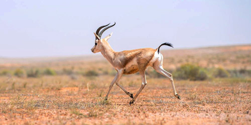 إطلاق 25 كائناً فطرياً مهدداً بالانقراض في محمية الإمام تركي بن عبدالله الملكية 