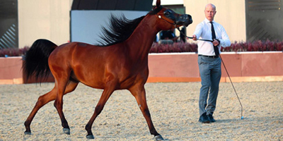 الاتحاد الدولي للفروسية يشيد بنجاح «جولة الرياض» للجياد العربية 