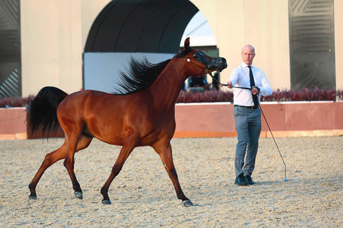 الاتحاد الدولي للفروسية يشيد بنجاح «جولة الرياض» للجياد العربية 