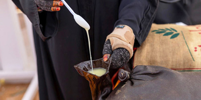 مزاد الإبل بالجوف يعيد حرفة «الصميل» للواجهة 