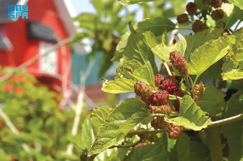 الهــدا.. قرية أشجار التوت 