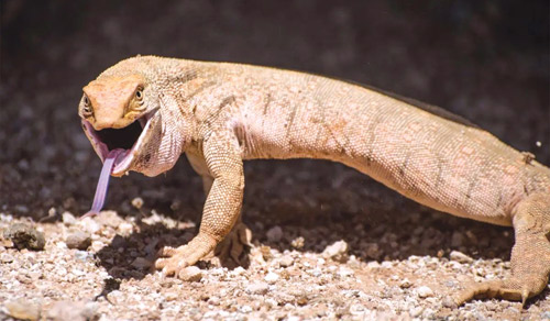 «الورل الصحراوي».. يعزّز من التوازن البيئي في المناطق الصحراوية 