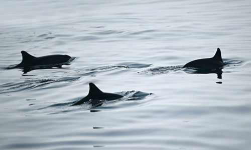 الدلافين تدهش زوار جزر فرسان بقفزاتها 