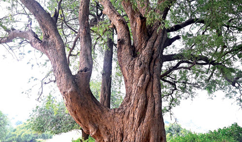 «الجميز» الجازانية..بين الظلال والحكايات 