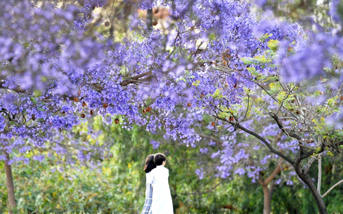 «الجاكرندا».. وجهة سياحية جاذبة في عسير 