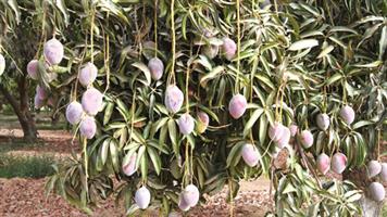 الأربعاء.. ينطلق مهرجان المانجو والفواكه الاستوائية بجازان 