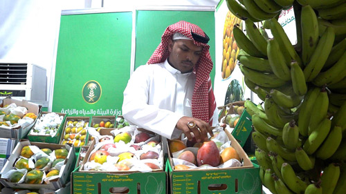 عروض شيقة وتجربة استثنائية لزوار مهرجان المانجو بجازان 