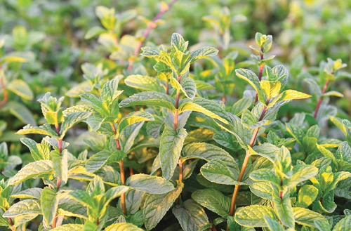  نعناع المدينة المنورة