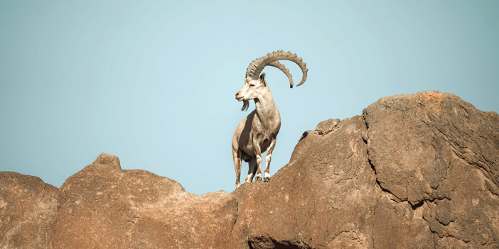 محمية نيوم أعادت توطين 6 أنواع من الحيوانات في بيئاتها الأصلية 