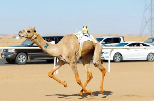 اتحاد الهجن يعلن الجدول التفصيلي لسباق المفاريد 