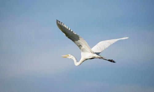 طائر يقطع مسافة 800 كيلومتر متواصلة لـ«38» ساعة 