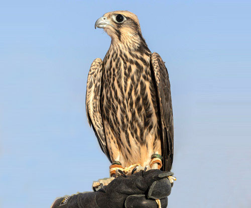 رفع أعداد «الوكري» المهددة  بالانقراض إلى 14 صقرًا 