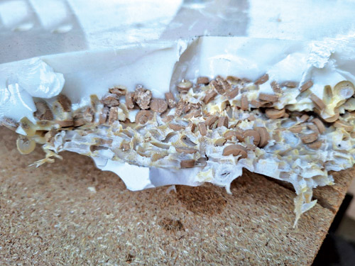 جانب من المضبوطات