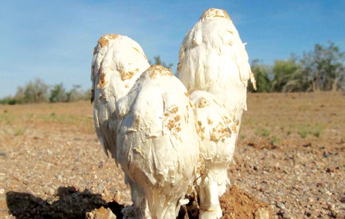 «البرنوق».. نبتة فطرية موسمية عايشت العُلا منذ آلاف السنين 