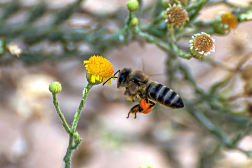 «الجثجاث».. تزدهر في الشمال ويزورها النحل بكثرة 