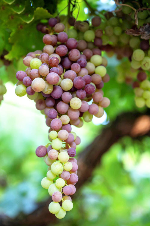 تبوك تتصدّر إنتاج العنب بنسبة 38 % بأكثر من 1.5 مليون شجرة 