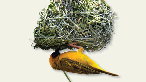 طائر «النسّاج».. مهندس الأعشاش الفريد في غابات عسير 