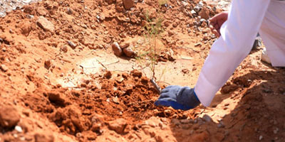 إطلاق حملة «نصنع التأثير» لتنمية الغطاء النباتي 