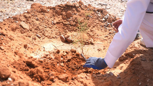 هيئة تطوير محمية الملك سلمان بن عبدالعزيز الملكية: 