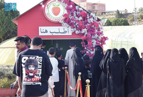 إقبال كبير على مزارع «الفراولة» في عسير 