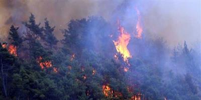 تحت الرماد.. حرائق الغابات السورية - تصدّع الانتماء 