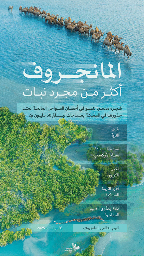 «الغطاء النباتي»: زراعة 52 مليون شجرة مانجروف على سواحل المملكة 