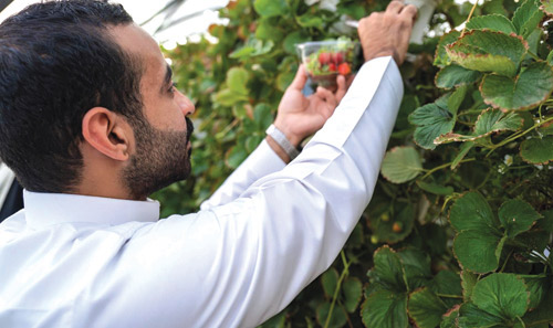 «مزارع الفراولة».. وجهة سياحية في العمارية 