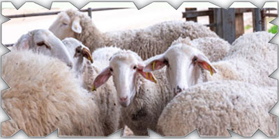 إطلاق خدمتي ترخيص التربية الريفية للدواجن والماشية 