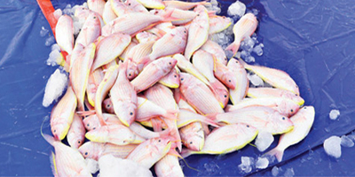 مشاريع الاستزراع السمكي بالمنطقة الشرقية ترفد الأسواق بـ«44» ألف طن 