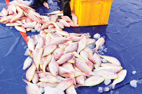 مشاريع الاستزراع السمكي بالمنطقة الشرقية ترفد الأسواق بـ«44» ألف طن 