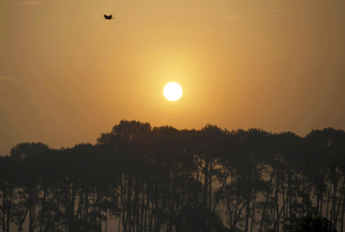 الحرار العديمة 