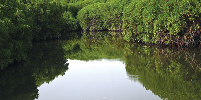 المانجروف في جازان.. جندي البحر الصامت 