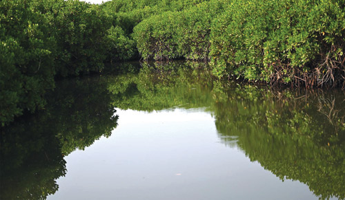 المانجروف في جازان.. جندي البحر الصامت 
