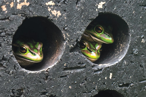 إنشاء غرف «ساونا» لإنقاذ الضفادع المهددة بالانقراض 