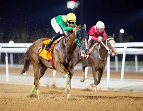 الأسبوع الخامس من سباقات الخيل في الطائف 