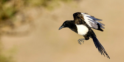 العقعق .. الطائر الوحيد الذي يستوطن المملكة دون غيرها 