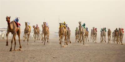 ميدان نجران للهجن يقيم سباقه لسنّ «الجذاع فما فوق» 