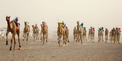 ميدان نجران للهجن يقيم سباقه لسنّ «الجذاع فما فوق» 