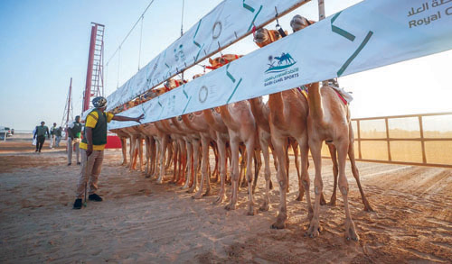 ميدان نجران للهجن يعلن نتائج سباقه 