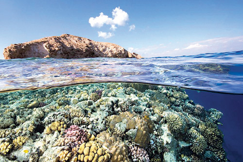  مشروع ذا لاين العملاق