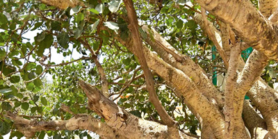 حصر أكثر من 550 موقعا للأشجار المعمرة 