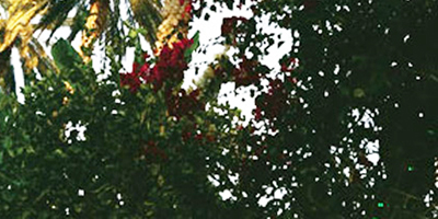 الحريق: ذاكرة المكان والإنسان 