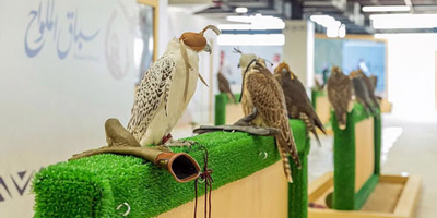 ضمن معرض الصقور والصيد.. 40 مشاركًا في شوط (جير تبع) بسباق الملواح 