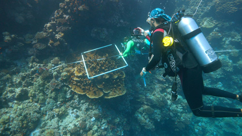 الكشف عن تنوع أحيائي غير مسبوق في البحر الأحمر 