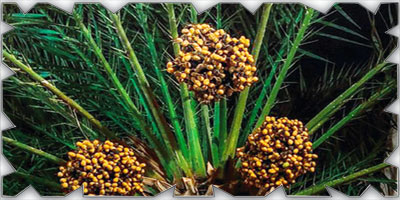 المملكة تقود إنجازًا دوليًا باعتماد أول مواصفة عالمية للتمور الطازجة 