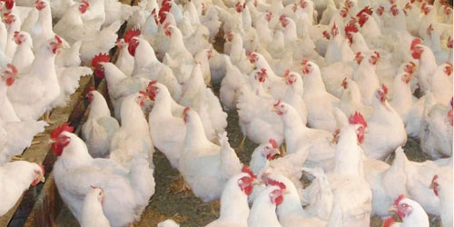 «الإحصاء»: إنتاج الدجاج اللاحم في المملكة يرتفع إلى 1.3 مليون طن خلال عام 2024م 