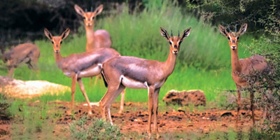 إدراج جزر فرسان في اتفاقية «رامسار» 